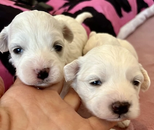 Máltai kiskutyák foglalhatók , eladók ! - kép 3