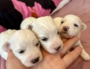 Máltai kiskutyák foglalhatók , eladók ! - kép 2