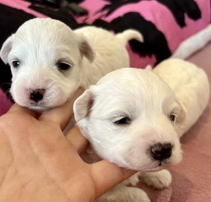 Máltai kiskutyák foglalhatók , eladók ! - kép 4