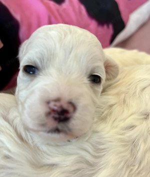 Máltai kiskutyák foglalhatók , eladók ! - kép 5