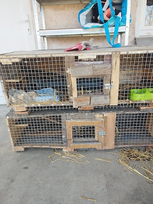 Foxi, vadászgörény költözne! - kép 5