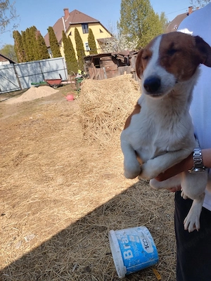 Foxi, vadászgörény költözne! - kép 3