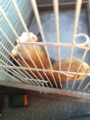 Foxi, vadászgörény költözne!