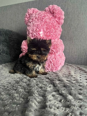 Gyönyörű yorki kis kuty k - kép 2