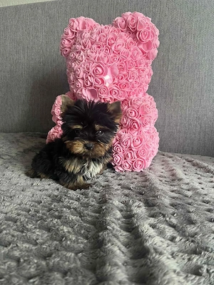 Gyönyörű yorki kis kuty k