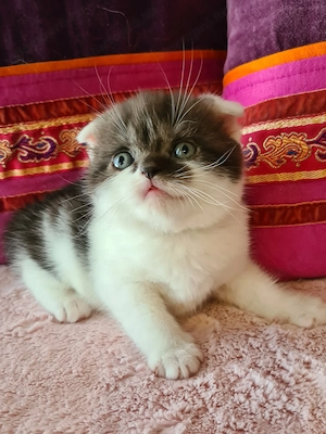 Tözskönyvezett szülőktől foglalható cicababák!