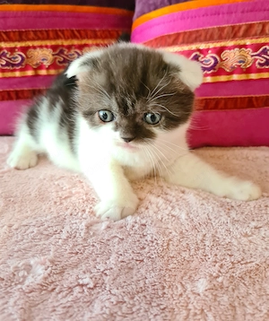 Tözskönyvezett szülőktől foglalható cicababák! - kép 2