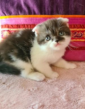 Tözskönyvezett szülőktől foglalható cicababák! - kép 4