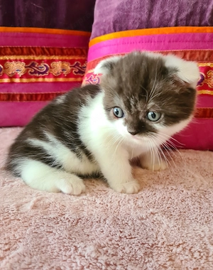 Tözskönyvezett szülőktől foglalható cicababák! - kép 7