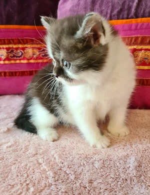 Tözskönyvezett szülőktől foglalható cicababák! - kép 10