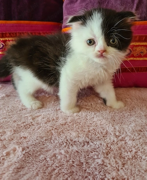 Tözskönyvezett szülőktől foglalható cicababák! - kép 13