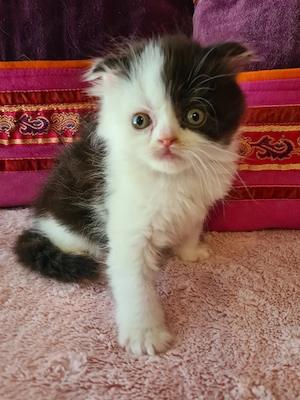 Tözskönyvezett szülőktől foglalható cicababák! - kép 16