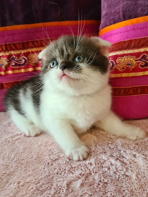 Tözskönyvezett szülőktől foglalható cicababák! - kép 3