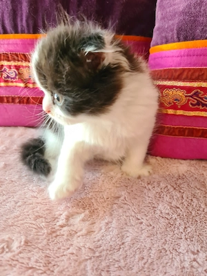 Tözskönyvezett szülőktől foglalható cicababák! - kép 14