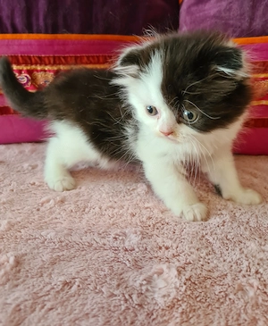 Tözskönyvezett szülőktől foglalható cicababák! - kép 12