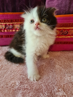 Tözskönyvezett szülőktől foglalható cicababák! - kép 15