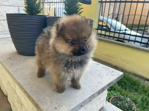 Pomerániai Törpe Spitz kiskutya Pomerániai Törpespicc kiskutya - kép 2