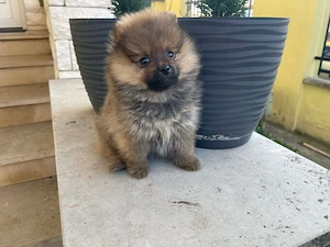 Pomerániai Törpe Spitz kiskutya Pomerániai Törpespicc kiskutya