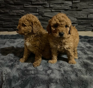 Toy uszkár kiskutyák