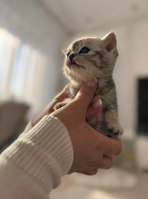 Brit rövidszőrű kölyökcicák - kép 3