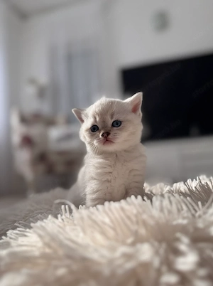 Brit rövidszőrű kölyökcicák - kép 4