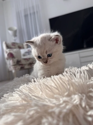 Brit rövidszőrű kölyökcicák - kép 7