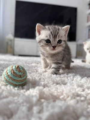 Brit rövidszőrű kölyökcicák - kép 6