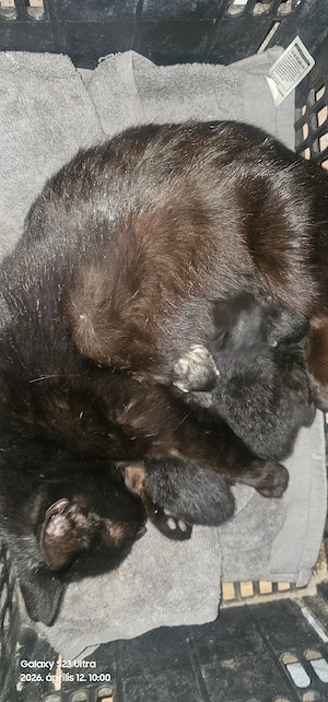 Ingyen elvihető kiscicák - kép 2