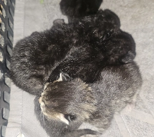 Ingyen elvihető kiscicák