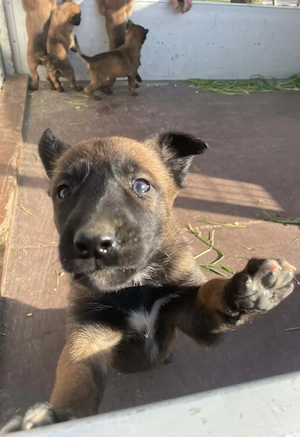 Belga juhász kiskutyák  - kép 2