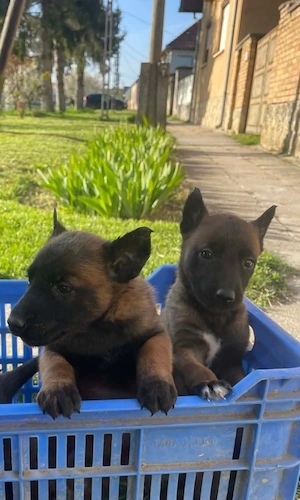 Belga juhász kiskutyák 