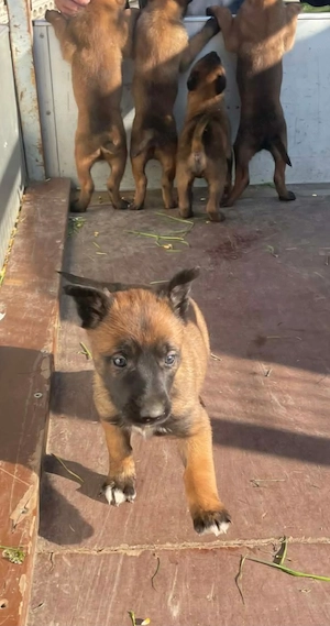 Belga juhász kiskutyák  - kép 3