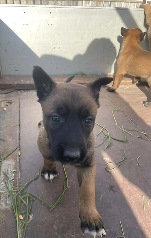 Belga juhász kiskutyák  - kép 4