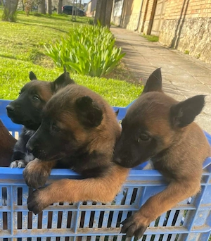 Belga juhász kiskutyák  - kép 5