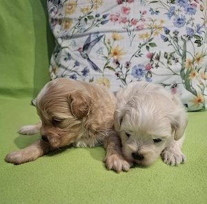 Maltipoo fajtatiszta jellegű kan kiskutyák foglalhatóak  - kép 4