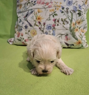 Maltipoo fajtatiszta jellegű kan kiskutyák foglalhatóak  - kép 3