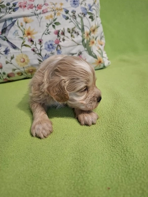 Maltipoo fajtatiszta jellegű kan kiskutyák foglalhatóak  - kép 7