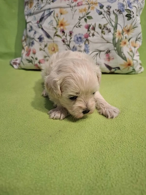 Maltipoo fajtatiszta jellegű kan kiskutyák foglalhatóak  - kép 2
