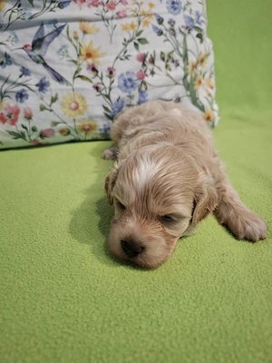 Maltipoo fajtatiszta jellegű kan kiskutyák foglalhatóak  - kép 8