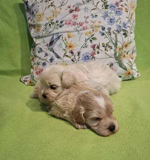 Maltipoo fajtatiszta jellegű kan kiskutyák foglalhatóak  - kép 5