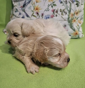 Maltipoo fajtatiszta jellegű kan kiskutyák foglalhatóak  - kép 6