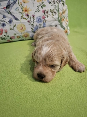 Maltipoo fajtatiszta jellegű kan kiskutyák foglalhatóak  - kép 9