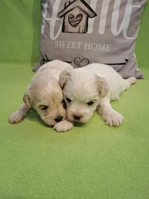 Maltipoo fajtatiszta jellegű szuka kiskutyák foglalhatóak 