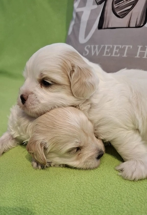 Maltipoo fajtatiszta jellegű szuka kiskutyák foglalhatóak  - kép 5