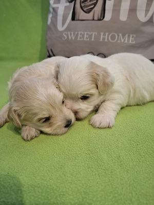 Maltipoo fajtatiszta jellegű szuka kiskutyák foglalhatóak  - kép 3