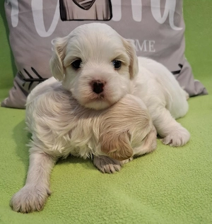 Maltipoo fajtatiszta jellegű szuka kiskutyák foglalhatóak  - kép 4