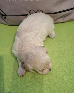 Maltipoo fajtatiszta jellegű szuka kiskutyák foglalhatóak  - kép 6