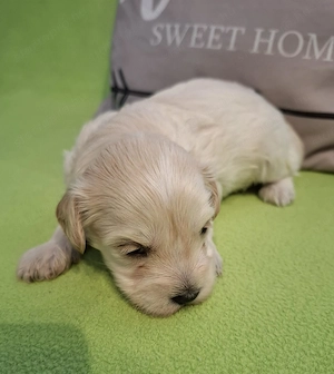 Maltipoo fajtatiszta jellegű szuka kiskutyák foglalhatóak  - kép 7