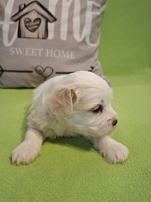 Maltipoo fajtatiszta jellegű szuka kiskutyák foglalhatóak  - kép 8