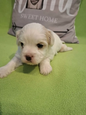 Maltipoo fajtatiszta jellegű szuka kiskutyák foglalhatóak  - kép 9